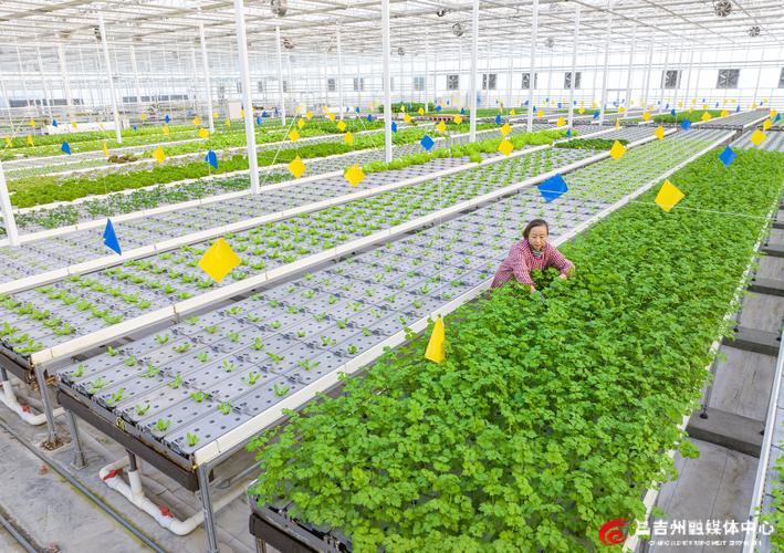 5g物联网加持 昌吉智慧农业科技馆玩转立体栽培